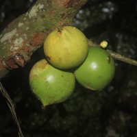 Garcinia xanthochymus Hook.f. ex T.Anderson